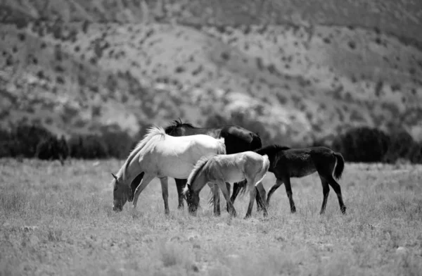 Wild Horses Herd Horses Mountains — Stock Photo, Image