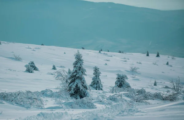 Kış Manzarası Karlı Arka Planda Buzlu Ağaçların Kış Manzarası Karlı — Stok fotoğraf