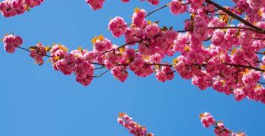 Sakura, pink cherry blossom on blue sky background. Sakura pink flowers on sunny backdrop. Spring background with a branch of blooming sakura. Sakura spring blossom background. Spring bloom