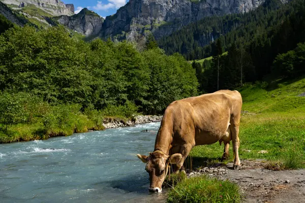 Mucche Pascolano Una Giornata Estiva Prato Svizzera Mucche Pascolo Terreni — Foto Stock