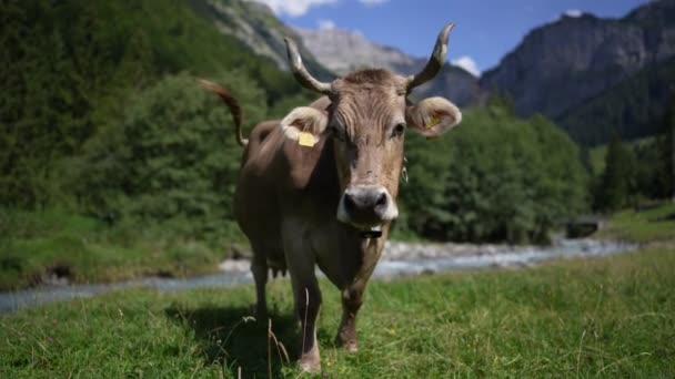 Коровы Пасутся Летний День Лугу Швейцарии Коровы Пасутся Пастбищах Пастбище — стоковое видео