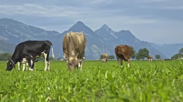 在瑞典的一个绿地里放牛 牛群在田野里吃草 奶牛在草地上的绿草上 牧场上 奶牛在农田里吃草 褐牛在草地上吃草 — 图库视频影像