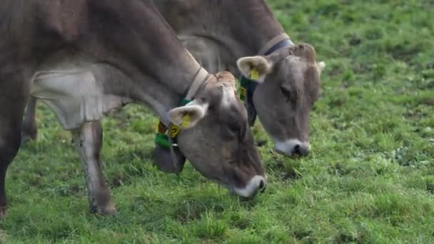 Cow Green Field Water Sweden Cattle Grazing Field Cows Green — Stock Video