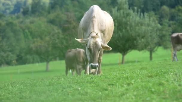 Cow Pasture Alps Cows Pasture Alpine Meadow Switzerland Cow Pasture — Stock Video