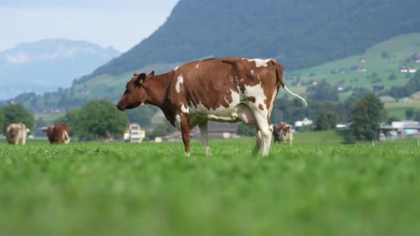 Vaca Bovina Pastando Tierras Cultivo Grazing Jersey Brown Cows Meadow — Vídeos de Stock