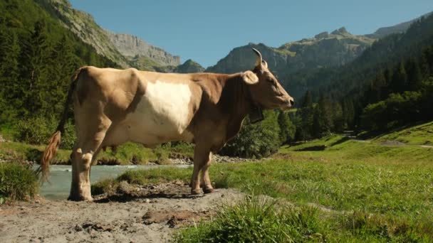 在瑞典水边的绿地里放牛 牛群在田野里吃草 奶牛在草地上的绿草上 牧场上 奶牛在农田里吃草 褐牛在草地上吃草 — 图库视频影像