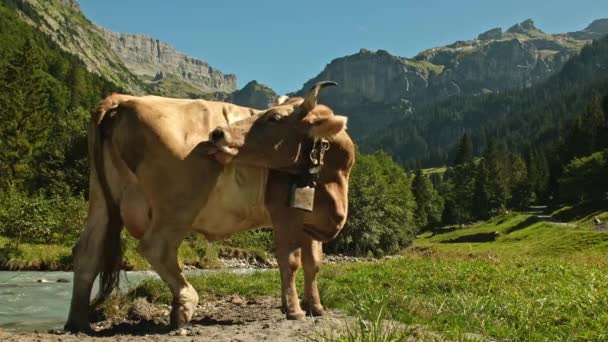 Cows Pasture Alps Cows Alpine Meadow Switzerland Cow Pasture Grass — Stock Video