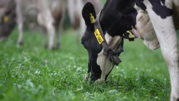 荷尔斯泰因弗里斯兰奶牛黑色和白色的弗里斯兰奶牛在绿色的草地上散步和吃草 黑色和弗里斯兰白色奶牛 弗里斯兰荷斯坦奶牛黑皮奶牛 荷斯坦奶牛 — 图库视频影像