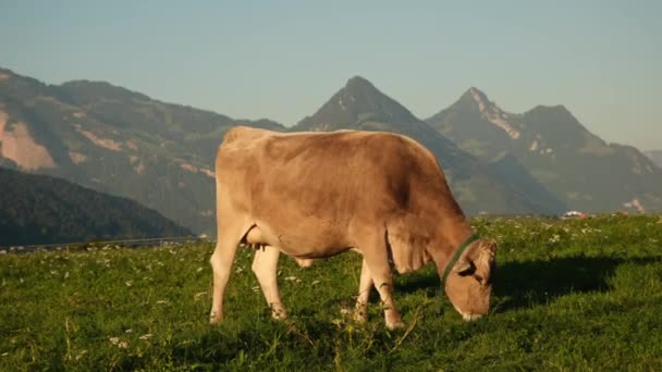Grazing Cows Grazing Cow Green Pasture Herd Cows Summer Green — Stock Video