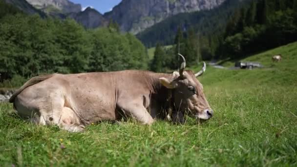 Krowa Letnim Pastwisku Stado Krów Pasących Się Alpach Holstein Krowy — Wideo stockowe