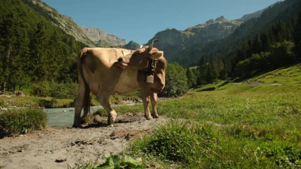 Çiftlik Arazisinde Otlayan Sığır Ineği Çimenli Bir Çayırda Otlayan Inekler — Stok video
