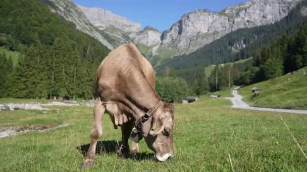 山岳地帯にいる牛たち アルプスで牛 山の景色の前にいるブラウン牛 山の牧場で牛を飼っている 村の場所 スイス アルプス メドウの牛 牧草する牛 — ストック動画