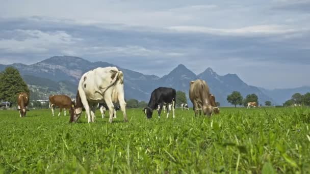 Wypasane Krowy Wypas Krowy Zielonym Pastwisku Stado Krów Letnim Zielonym — Wideo stockowe
