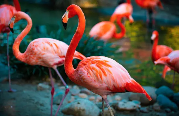 Hermosos Flamencos Caminando Agua Con Hierba Verde Fondo Flamingo Americano — Foto de Stock