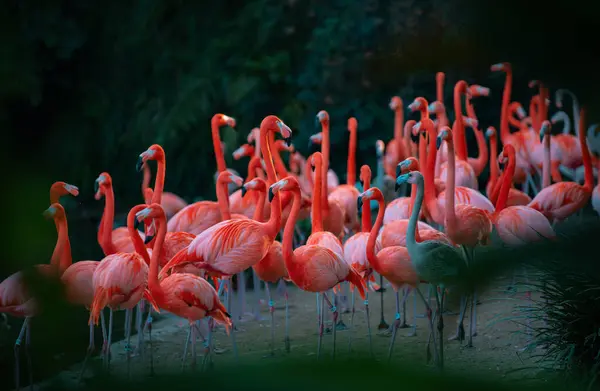 フラミンゴの群れだ 緑の背景にピンクのフラミンゴ フェニコテルス フラミンゴ科 — ストック写真