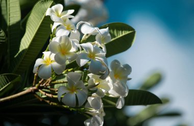 Mavi gökyüzü arka planında beyaz rubra çiçekleri. Frangipani çiçeği. Beyaz Frangipani çiçek buketi