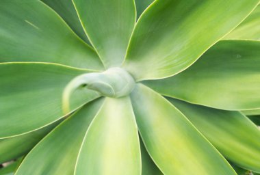 Agave 'ı kapatın. Çölde kaktüs, gökyüzü tepesinde kaktüs, kaktüs ya da kaktaceae deseni. Agave kaktüsü