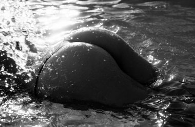 Sexy curves girl butt in bikini in pool. Sexy buttocks. Young woman shows a beautiful ass buttocks in water. Summer background