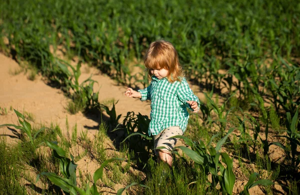 Baby Playing Green Grass Child Having Fun Family Picnic Summer — Stock Photo, Image