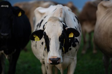 Alp çayırındaki inek. Yeşil tarlada sığır eti efendisi. Meadow 'da inek. Sığır otlağı. Kırsalda bir inek. İnekler yaz otlaklarında otlar. İneklerle dolu kırsal araziler. Otlaktaki inekler