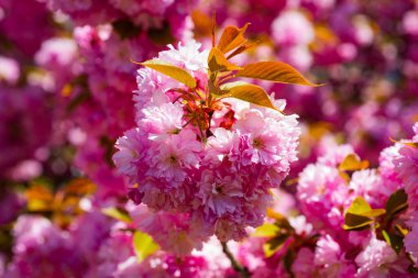 Sakura, pink cherry blossom on blue sky background. Sakura pink flowers on sunny backdrop. Spring background with a branch of blooming sakura. Copy space. Sakura spring blossom background