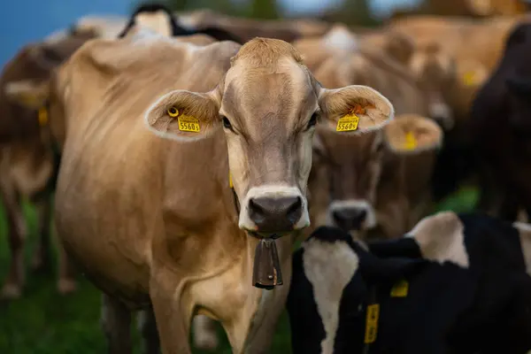 Kühe Auf Einer Weide Den Alpen Kühe Fressen Gras Kühe — Stockfoto
