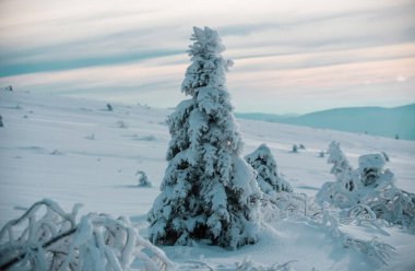 Kar ve ağaçların yağdığı kış Noel ormanı. Karlı kış Noel manzarası. Yeni Yıl duvar kağıdı