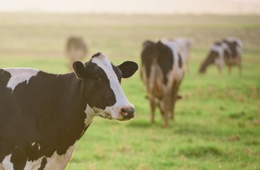 Holstein ineği. Gün batımında inekler. Güneşli bir günde çayırdaki mutlu yalnız inek