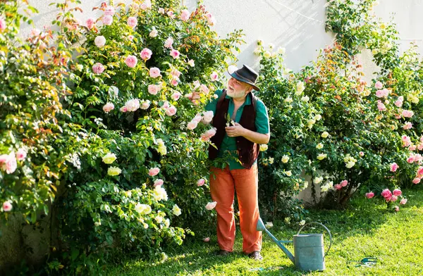 Senior Old Man Garden Cutting Roses Flowers Gardener Grandfather Spring — Stock Photo, Image
