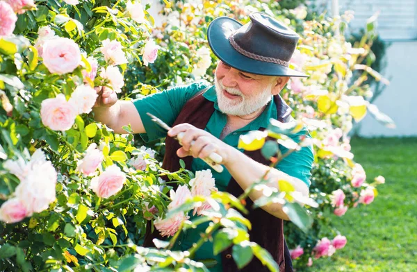 Senior gardener man in garden cutting roses. Grandfather working with spring flowers