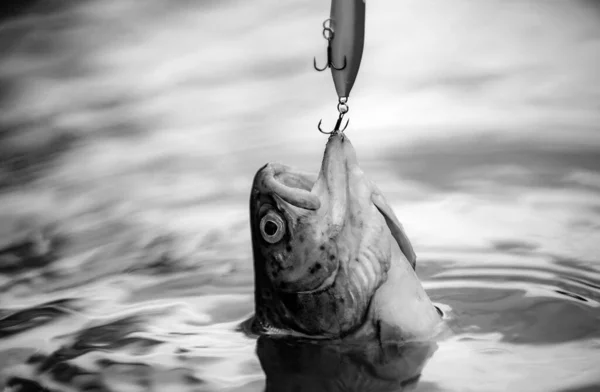 Sportfischen Fliegenfischen Methode Zum Forellenfang Angeln Mit Spinnrolle Fische Fangen — Stockfoto