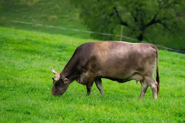 Jersey Cow grazes in alpine meadows. Cows at sunset. Cow on a green grass meadow. Cows gazing on green field. Countryside farm with cows at meadow. Cow in grassy field at farm. Grazing cows in meadow