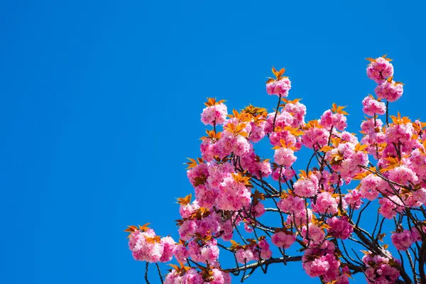 Sakura, spring cherry blossom. Sakura pink flowers on sunny backdrop. Spring background with a branch of blooming sakura. Sakura flower spring blossom background. Spring bloom