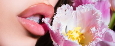 Banner of sensual young woman lips with tulips flowers bouquet. Blowjob and kiss, sensual tongue licks a tulip flower. Sexy female mouth and spring flower. Oral sex, licking