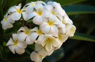 Ağaçta çiçek açan Plumeria çiçeği. Tropik çiçek, beyaz Plumeria yakut çiçekleri. Frangipani çiçeği