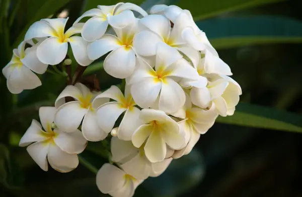 Kwiaty Plumerii Kwitnące Drzewie Tropikalny Kwiat Biały Plumeria Rubra Kwiaty — Zdjęcie stockowe