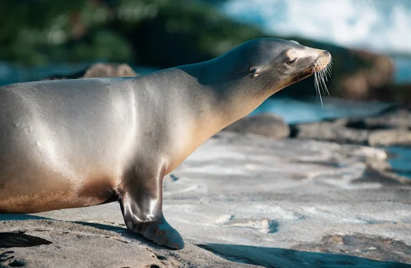 Cape Fur Seals Wildlife Concept Sea Lion — Stock Photo, Image