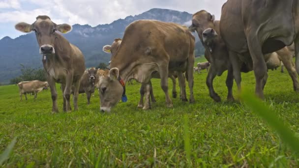 荷斯坦奶牛阳光明媚的日子里 奶牛在草地上 黑色和白色的荷兰奶牛在绿色的草地上散步和吃草 阿尔卑斯山农村农场的奶牛饲养场 田里有奶牛 田里的奶牛 — 图库视频影像