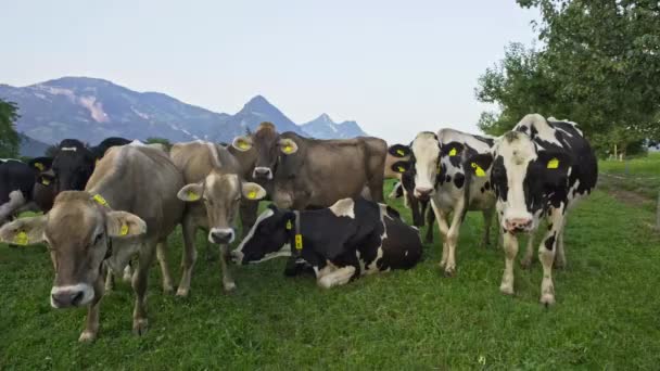 Vaca Holandesa Vacas Prado Durante Dia Ensolarado Vaca Holandesa Preta — Vídeo de Stock