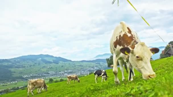 Vaca Gado Pastando Terras Agrícolas Grazing Cows Meadow Grass Rebanho — Vídeo de Stock