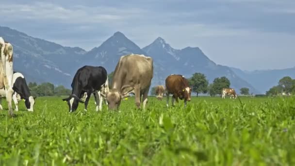 在夏天的牧场上放牛 成群的奶牛在阿尔卑斯山里吃草 荷尔斯泰因奶牛 泽西奶牛 安格斯奶牛 赫里福德奶牛 查洛莱奶牛 利穆辛奶牛 西蒙奶牛 格恩西岛奶牛 — 图库视频影像