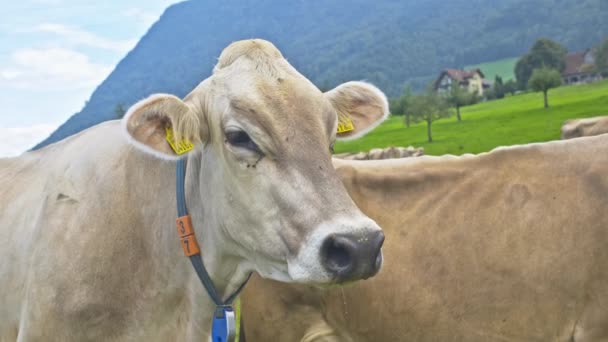 奶牛在草地上吃草 牛群在绿地里放牛 农村山上的牧场上有奶牛 牛群在草地上放牧 布兰格斯牛在天然牧场 牧场奶牛 — 图库视频影像