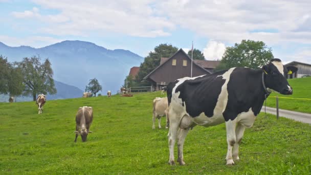Cow Alpine Meadow Beefmaster Cattle Green Field Cow Meadow Pasture — Stock Video