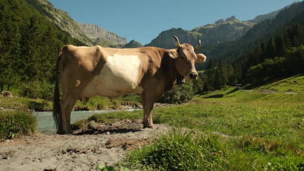 スイスの牧草地で夏の日に牛が放牧している 農地で放牧する牛たち グリーンフィールドでの牛の牧場 エコ牛の農場の畑にいる牛たち 草原の牛からの有機ミルク スイス人 — ストック動画