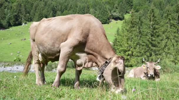 Джерсі Корова Прикрашає Альпійські Луки Корови Заході Сонця Корова Зеленому — стокове відео