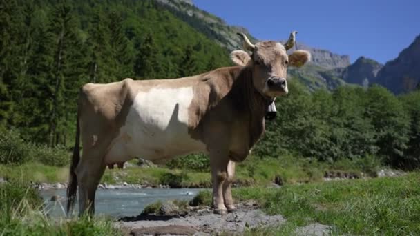 Vaca Pasto Verano Manada Vacas Pastando Los Alpes Vacas Holstein — Vídeos de Stock