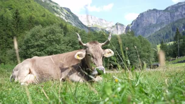 Vaca Pasto Verão Manada Vacas Pastar Nos Alpes Vacas Holstein — Vídeo de Stock