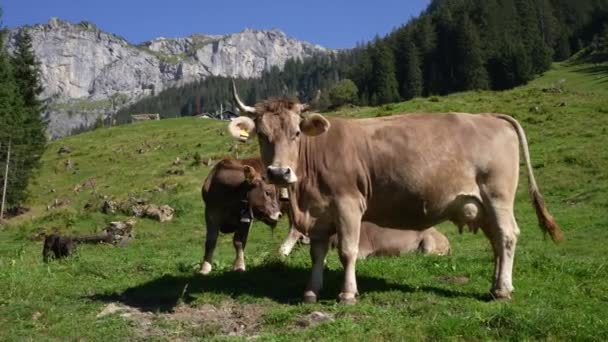 소들은 초원에 뿌려지고 있습니다 필드에 목초지 시골의 언덕에 목초지에 유제품 — 비디오