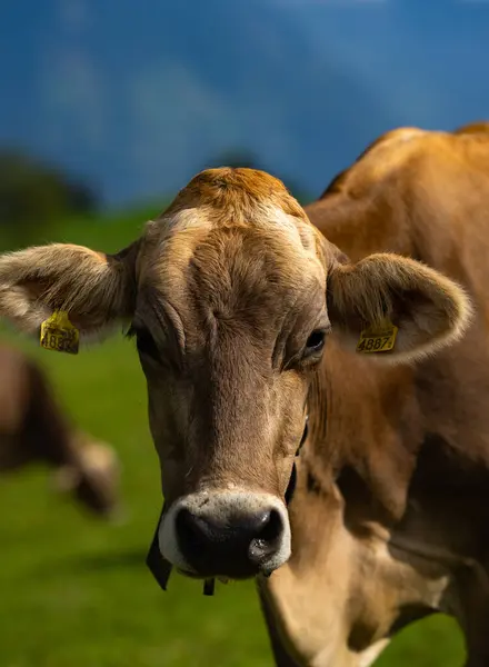 Vache Regarde Caméra Gros Plan Sur Visage Des Vaches Pâturages — Photo
