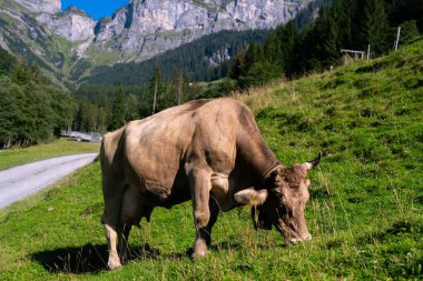 İsveç 'te deniz kenarında yeşil bir arazide inek. Bir tarlada otlayan sığırlar. Çayırdaki yeşil çimlerde inekler, çayırlar. Çiftlik arazisinde otlayan sığır inekleri. Otlakta otlayan kahverengi inekler